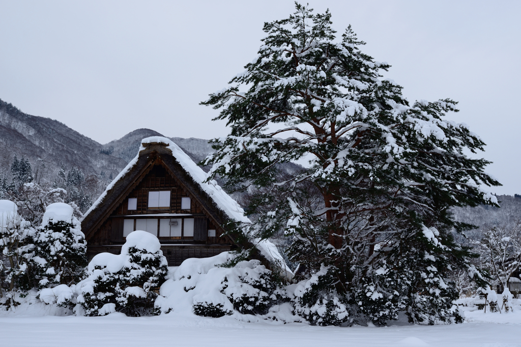 白川郷４　和田家