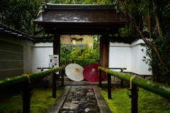 雨の京　高桐院２