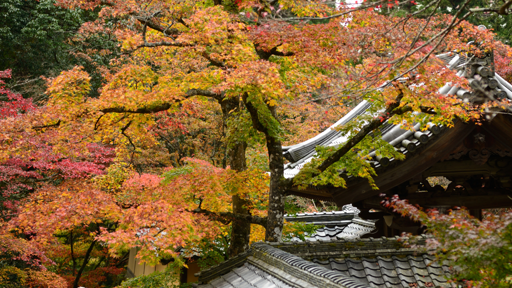 湖東三山　西明寺