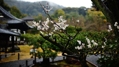 雨の京　高台寺の梅