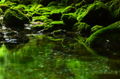 苔の谷