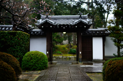 雨の京　聴松院