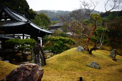 雨の京　高台寺庭園
