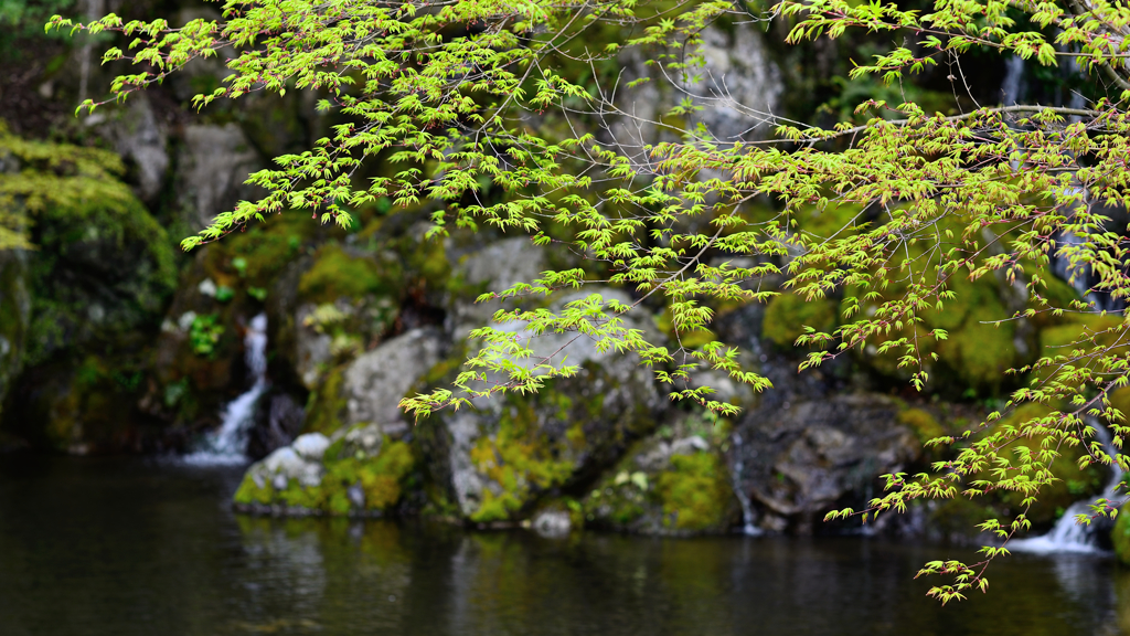 醍醐寺　新緑の弁天堂池