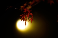 玄宮園の秋夜２