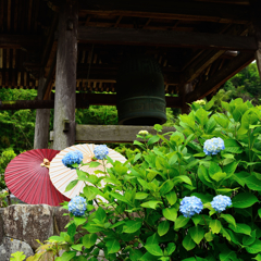 あじさい寺