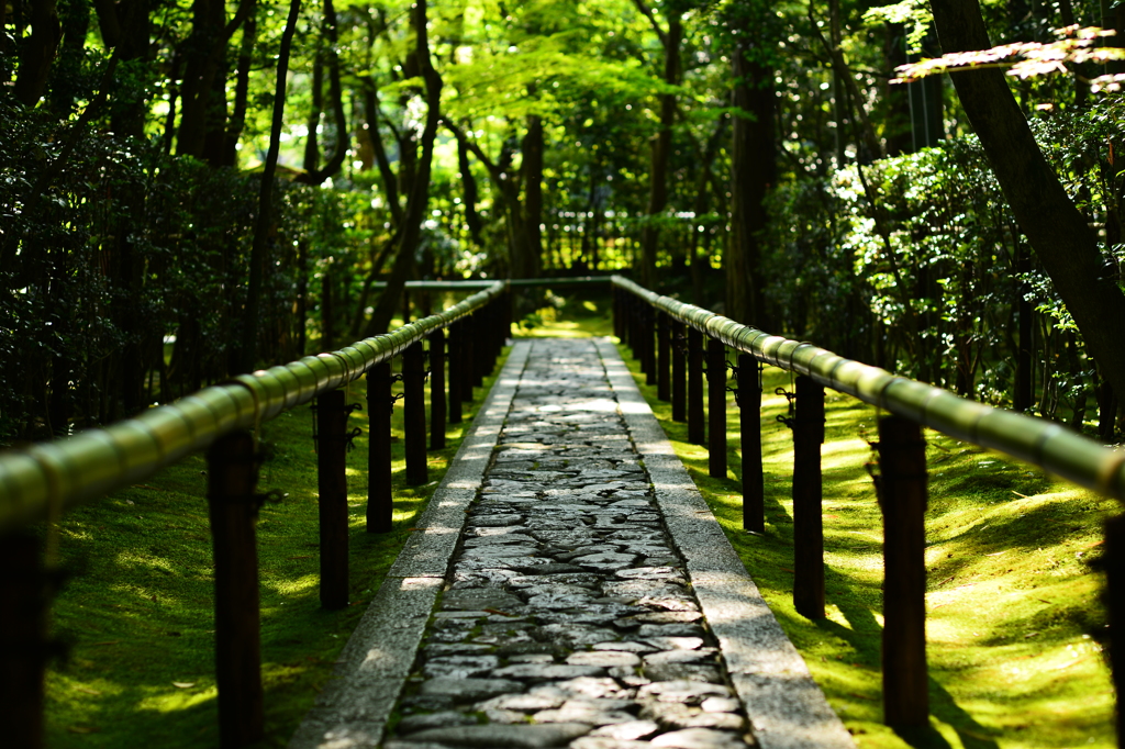 高桐院　振り向けば