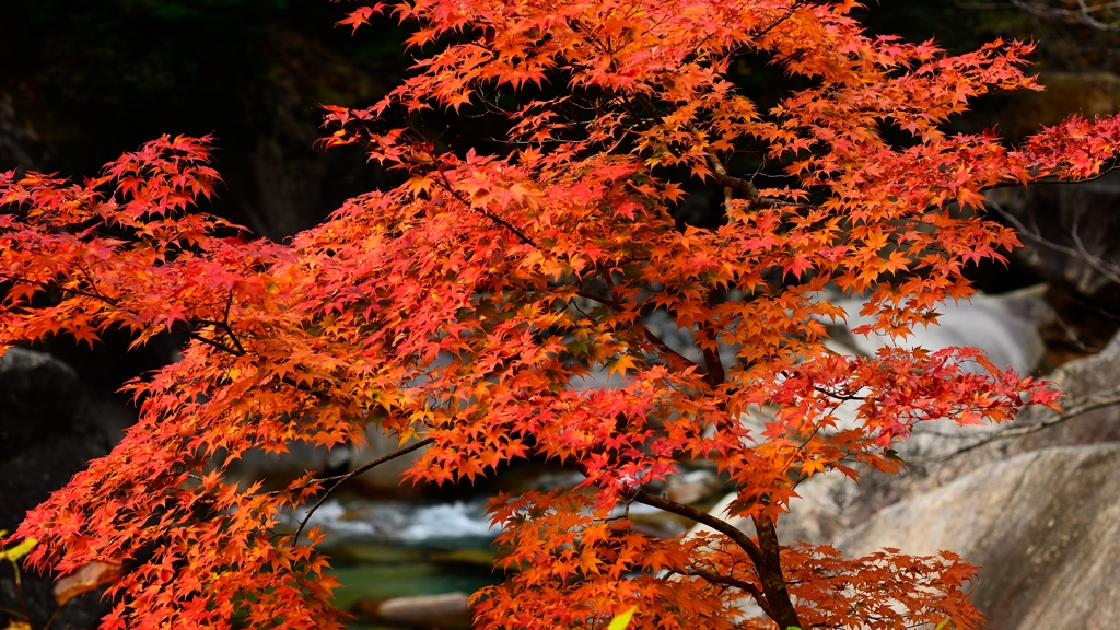 秋の阿寺渓谷２