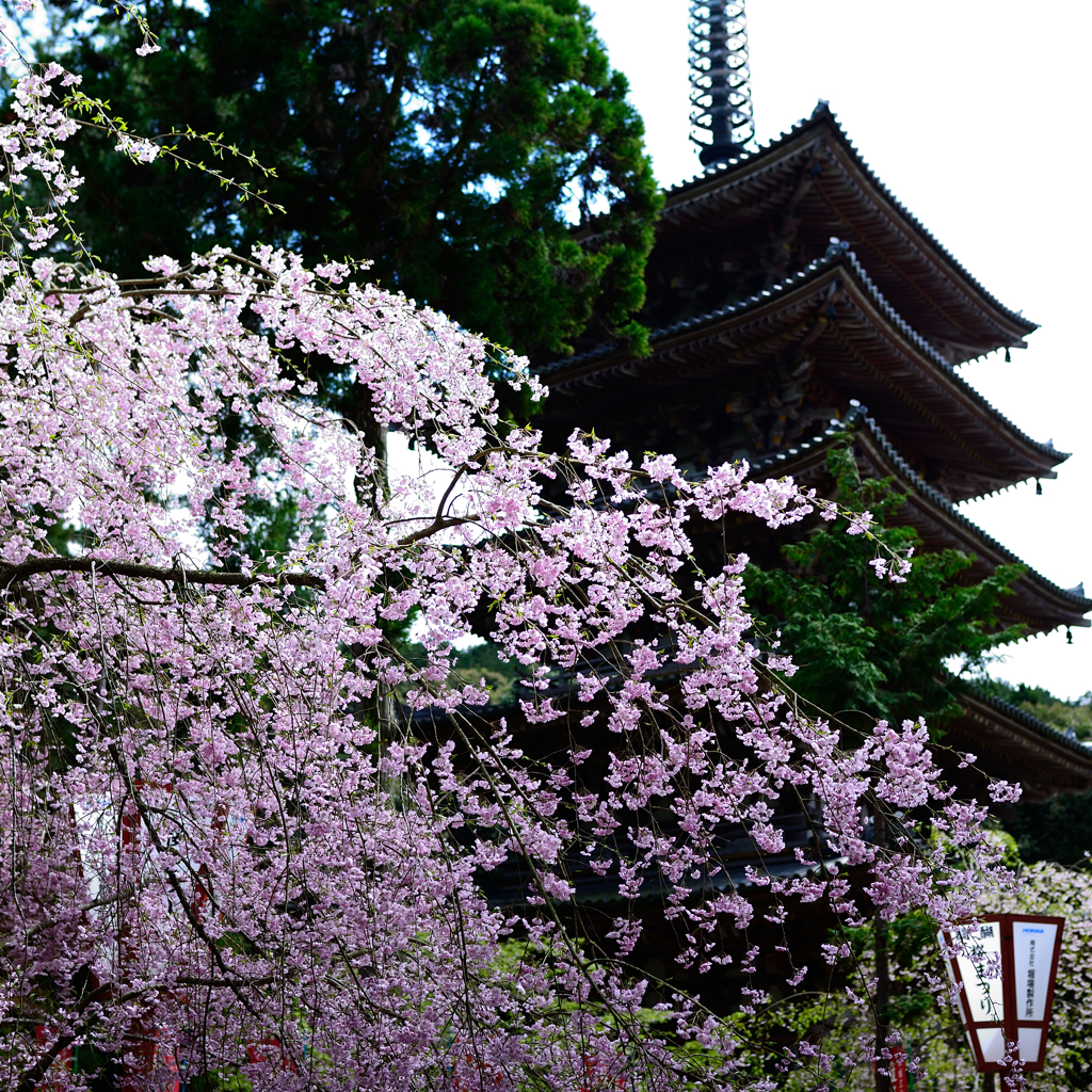 醍醐寺　残り桜
