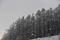 久々に見る雪景色