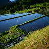 坂折棚田　田植えのあと