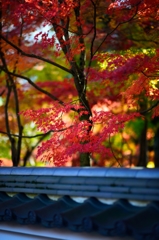 京の秋は綺麗だった５