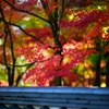 京の秋は綺麗だった５