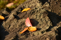 秋を探して