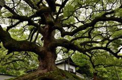 広がる枝