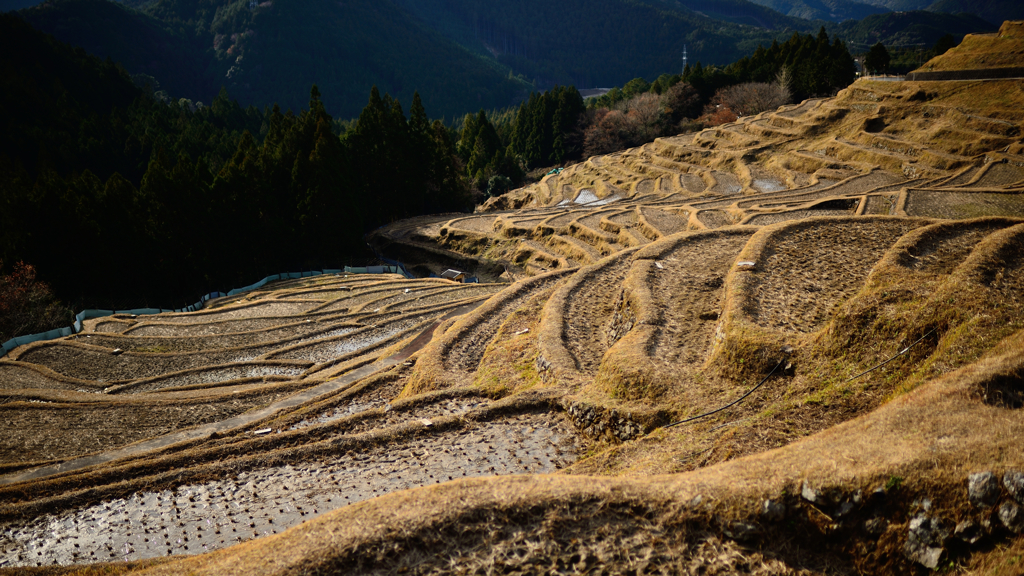 丸山千枚田１