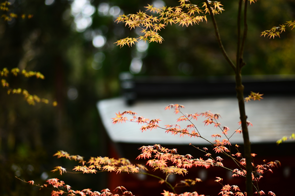 色残る春モミジ