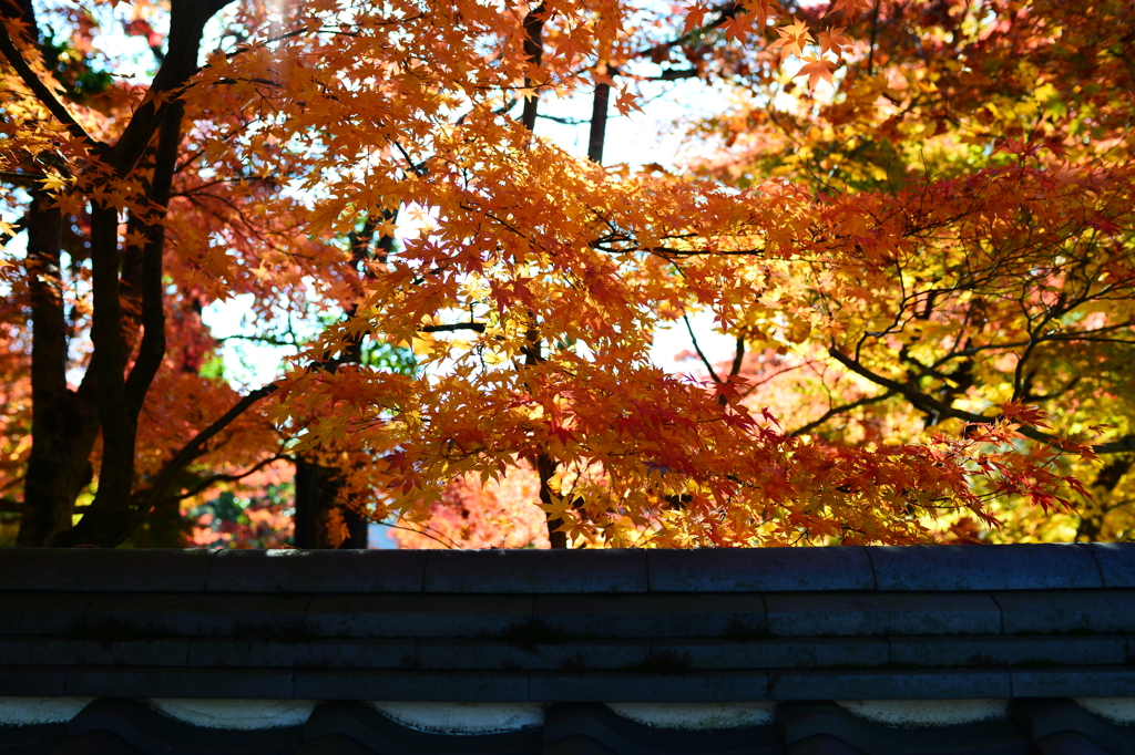 京の秋は綺麗だった４