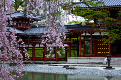 平等院　残り桜２