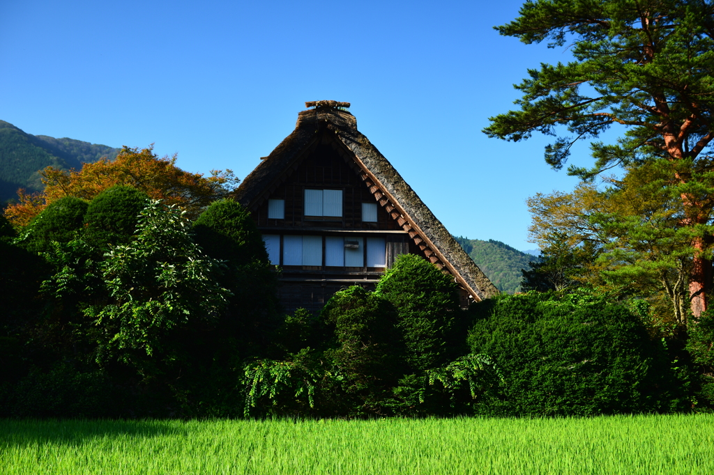 白川郷　夏の朝　２　和田家