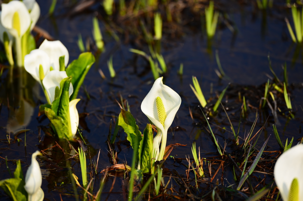 ひるがの高原　水芭蕉
