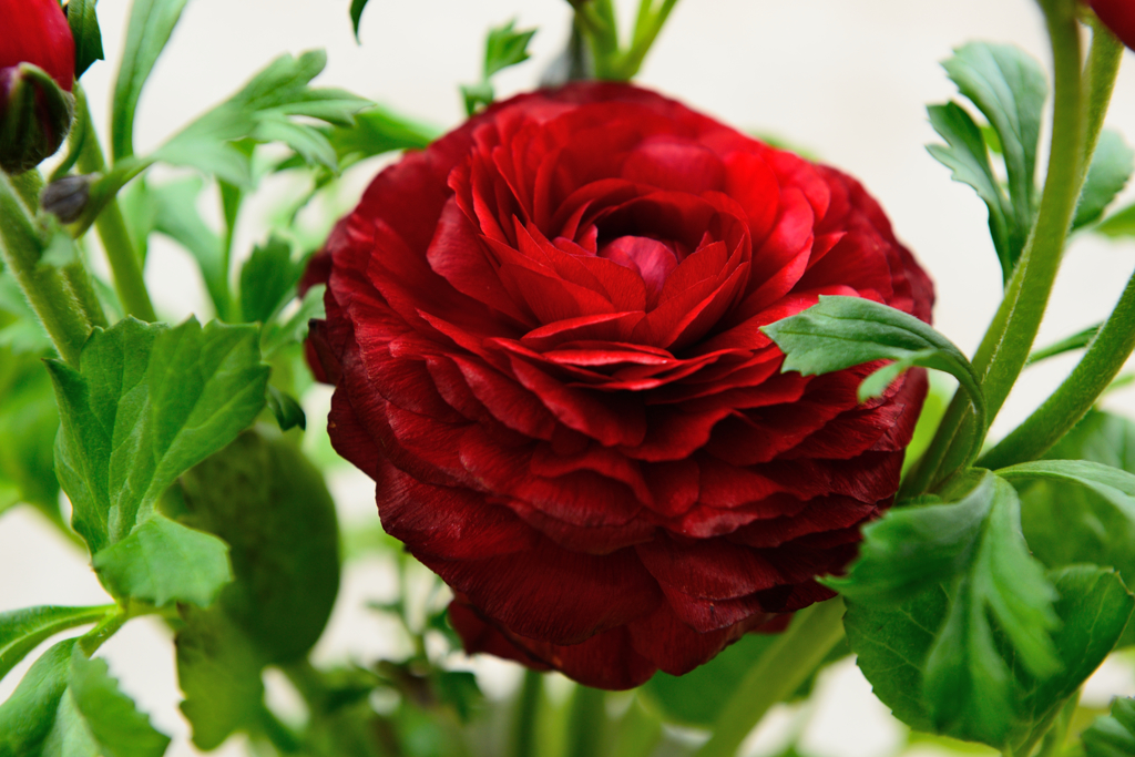 家の花３