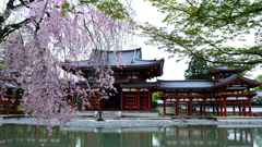 平等院　残り桜