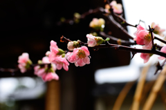 街角の生け花