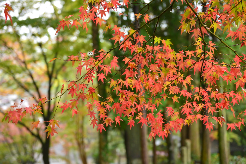 色づき始めの定光寺