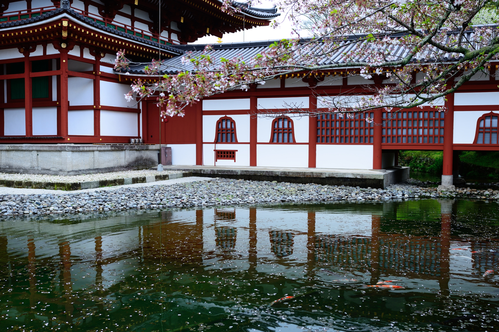 平等院　桜の中を泳ぐ