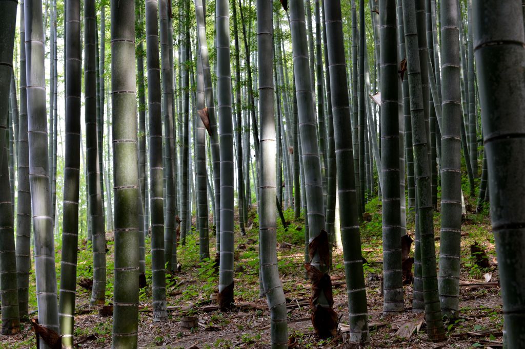 嵐山の竹林