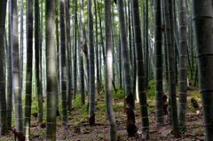 嵐山の竹林