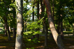 秋はまだ先