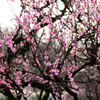 雨あがりの梅林公園