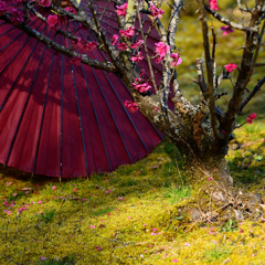 明治村Ⅱ　芽生え