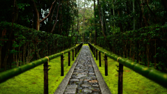 雨の京　高桐院