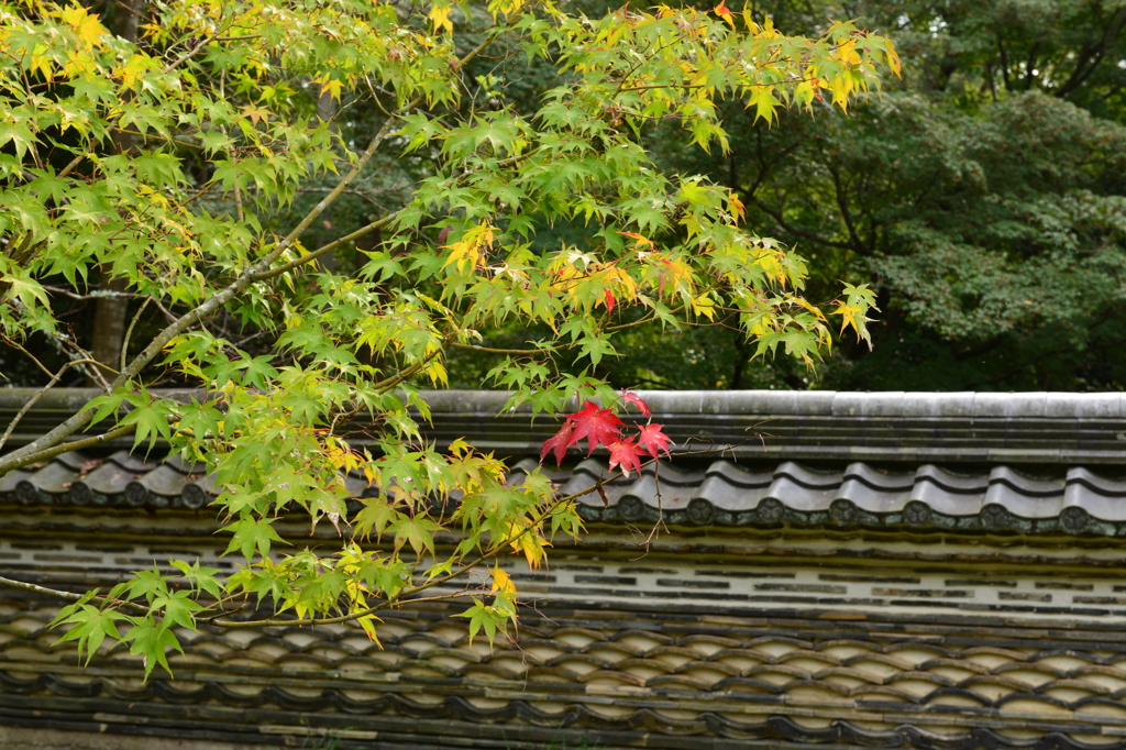 塀の中の紅一点