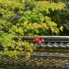 塀の中の紅一点