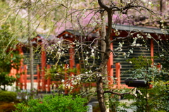 大原に春きたる