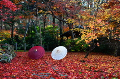 落ち葉の大智寺１☆岐阜和傘