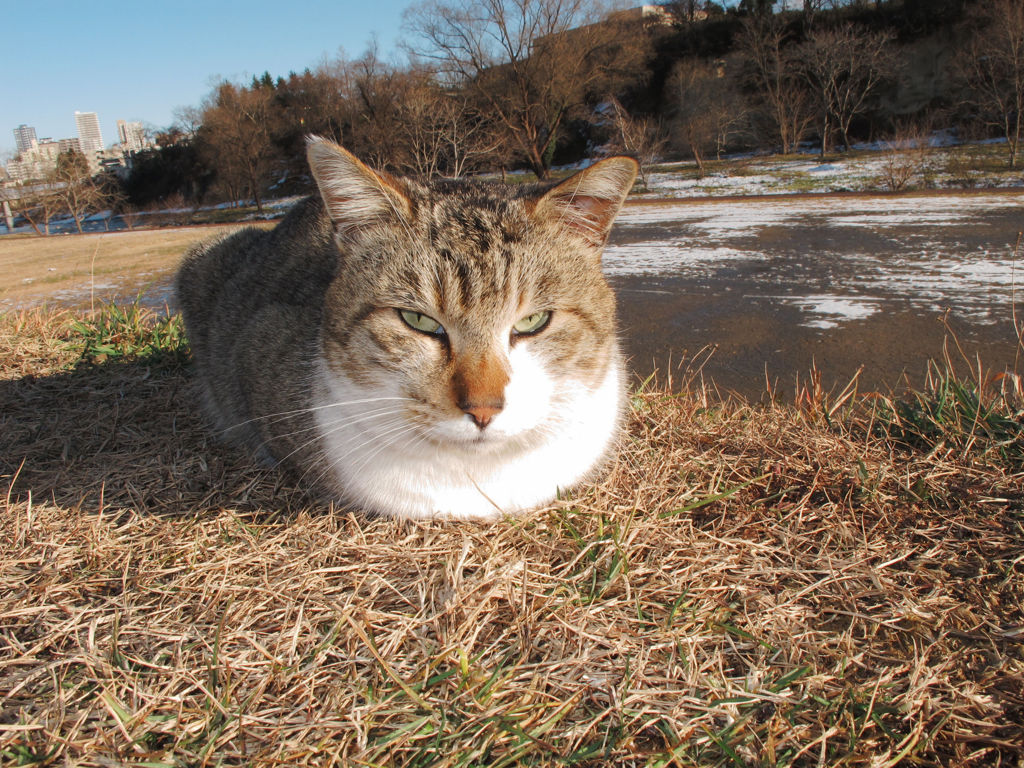 広瀬川河原の猫