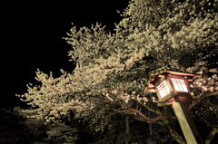 出雲大社の夜桜