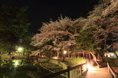 夜桜の出雲大社