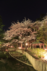 夜桜の出雲大社