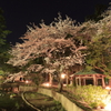 夜桜の出雲大社