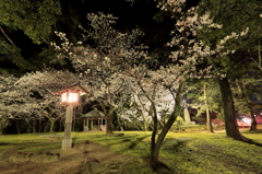 出雲大社の夜桜