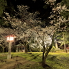 出雲大社の夜桜