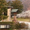 出雲大社　桜と松と鳥居