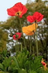 広島　公園　花