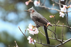 春の香り